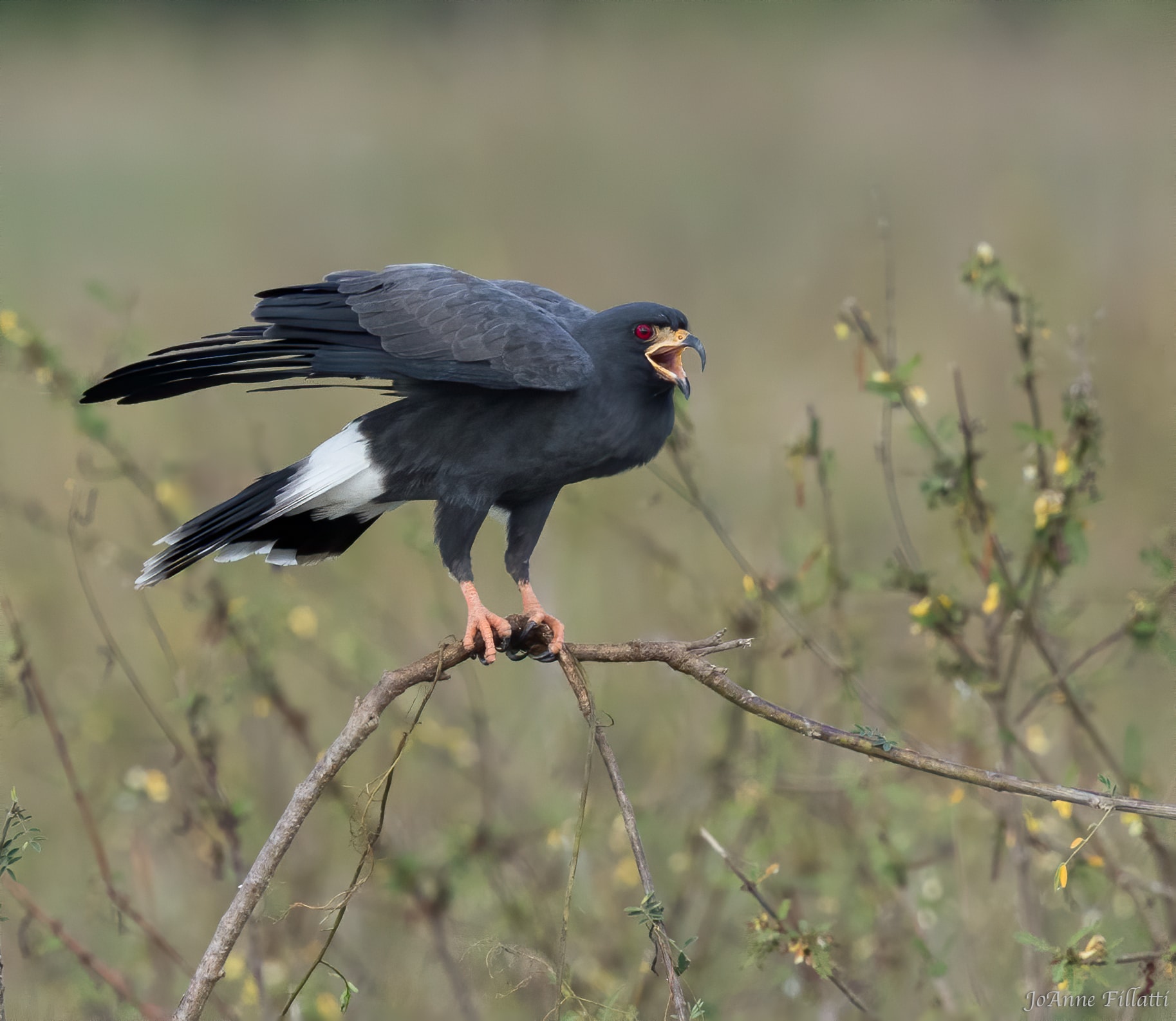 bird of brazil image 13